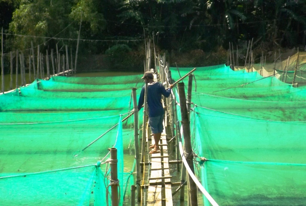 Ra Bắc học nuôi vịt trời, về Nam thu tiền tỷ - 4 Tận dụng diện tích mặt nước còn lại, anh Tuấn nuôi cá lóc bố mẹ, cung cấp cá giống nên thu nhập mỗi năm từ vịt trời và các lóc vào khoảng 1,3 tỷ đồng