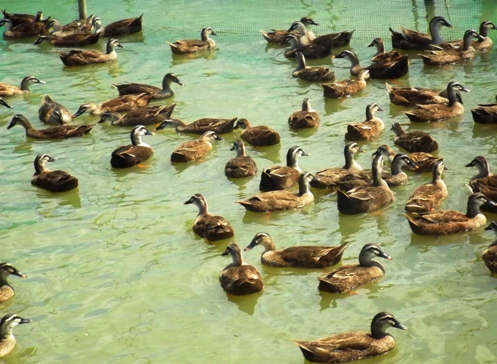 Ra Bắc học nuôi vịt trời, về Nam thu tiền tỷ - 2 Vịt mới nở sau khi chăn thả khoảng 4 tháng đạt trọng lượng từ 1 – 1,1kg sẽ trở thành vịt thương phẩm và được bán với giá khoảng 200.000 đồng/con.