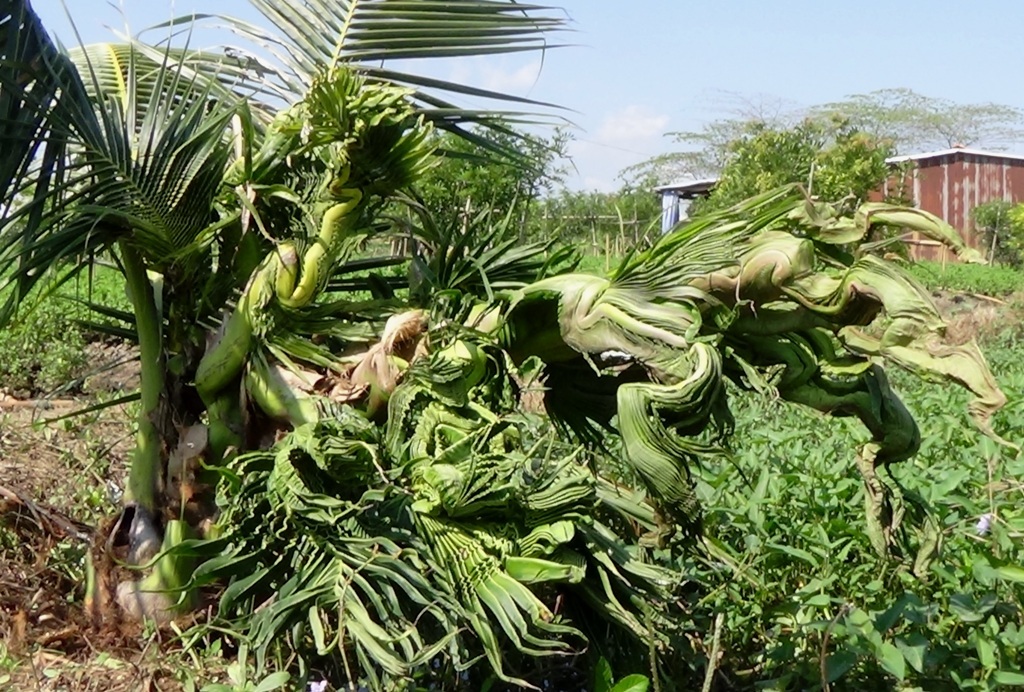 Kỳ lạ cây dừa đâm đọt thành hình… rồng, phụng | Báo Dân trí