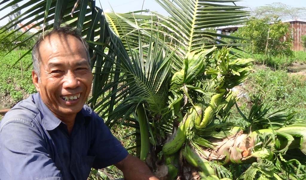 Kỳ lạ cây dừa đâm đọt thành hình… rồng, phụng - 3 Kỳ lạ cây dừa đâm đọt thành hình… rồng, phụng - 3