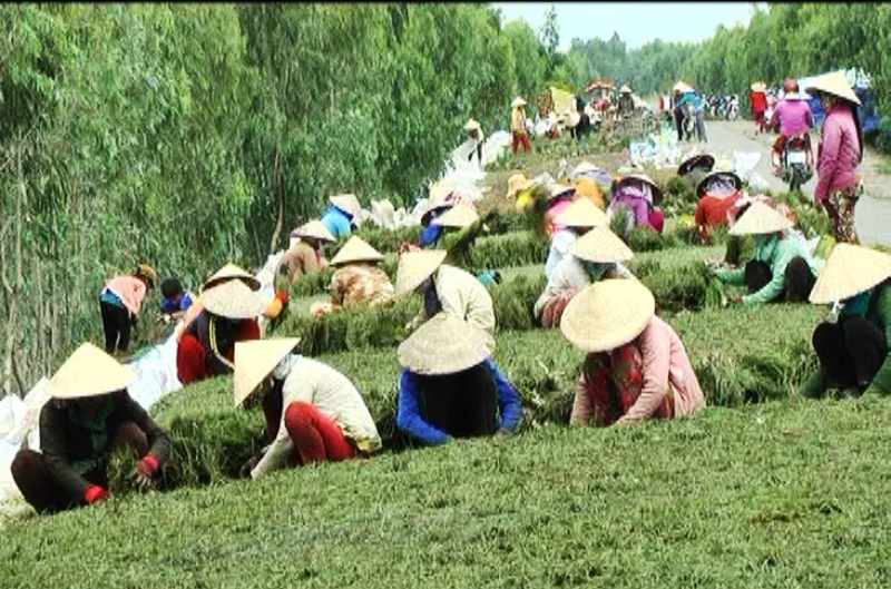 Phó Bí thư Đoàn xã “ra tay”, cây kiệu tạo lợi nhuận gấp đôi - 1
Vào mùa, nhiều tuyến lộ ở Tam Nông được bà con trồng kiệu tận dụng làm nơi phơi kiệu, trước khi bán cho thương lái