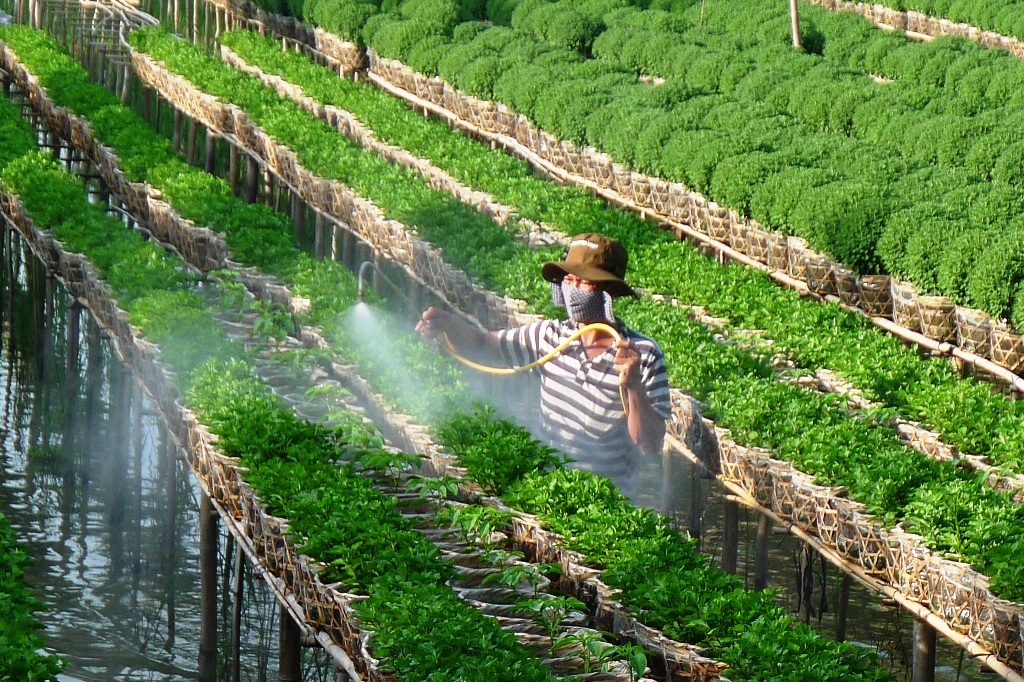 Làng hoa Sa Đéc “chạy nước rút” đón Tết - 1 Để tiện chăm sóc cho vườn hoa tết của mình anh Huỳnh Văn Tuấn dựng chòi ngủ tại vườn.