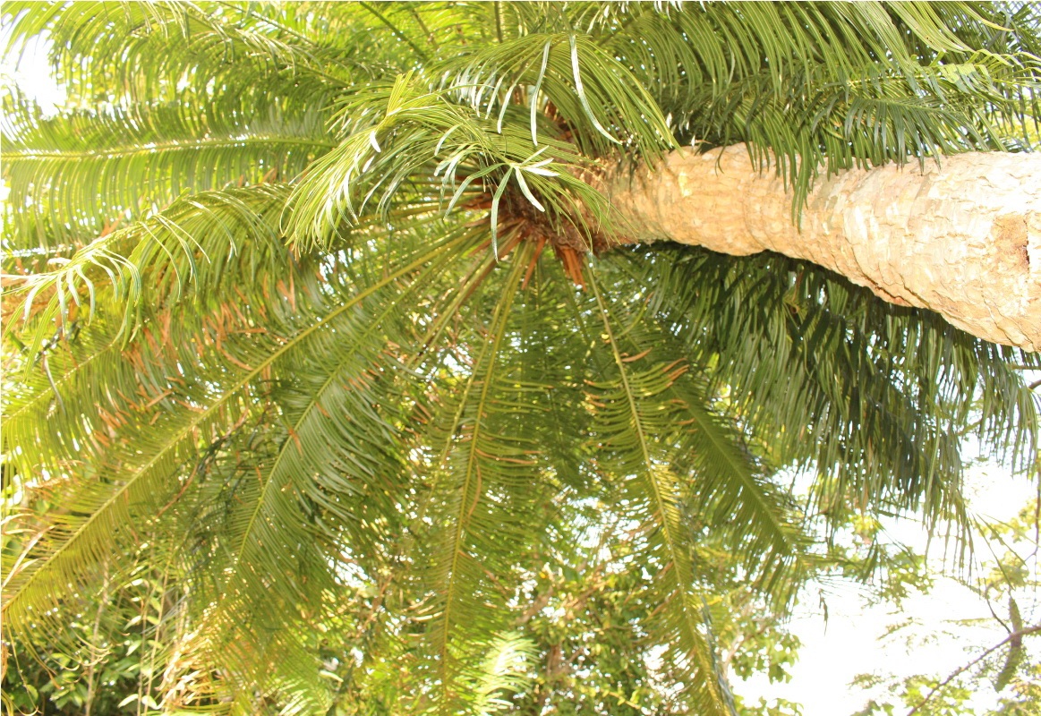 Rừng thiên tuế cổ thụ khổng lồ, cây 4 người ôm không xuể - 4