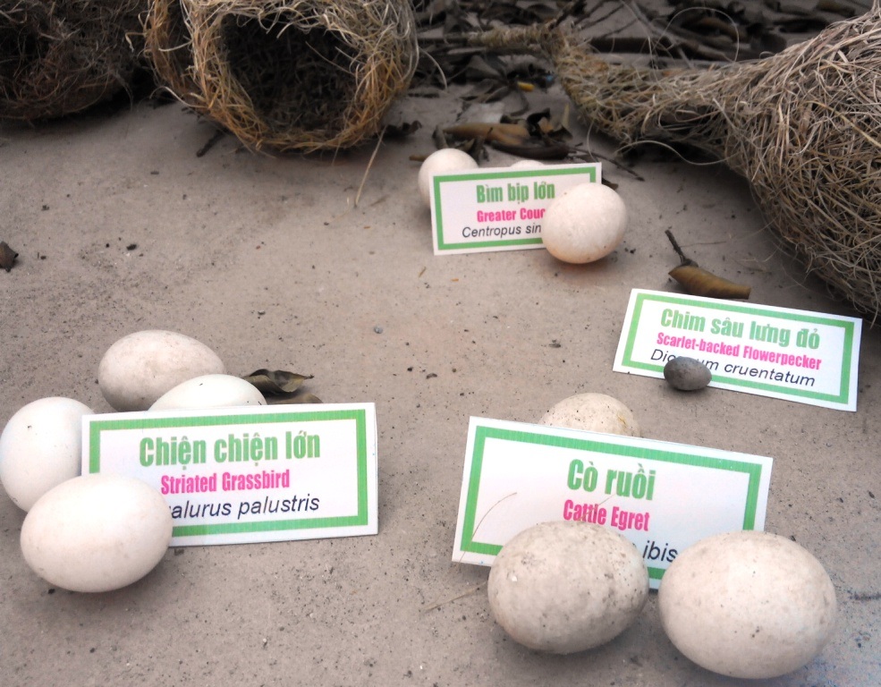 Chiêm ngưỡng "bảo tàng" trứng chim, cá đồng... ở Vườn Quốc gia Tràm Chim - 5