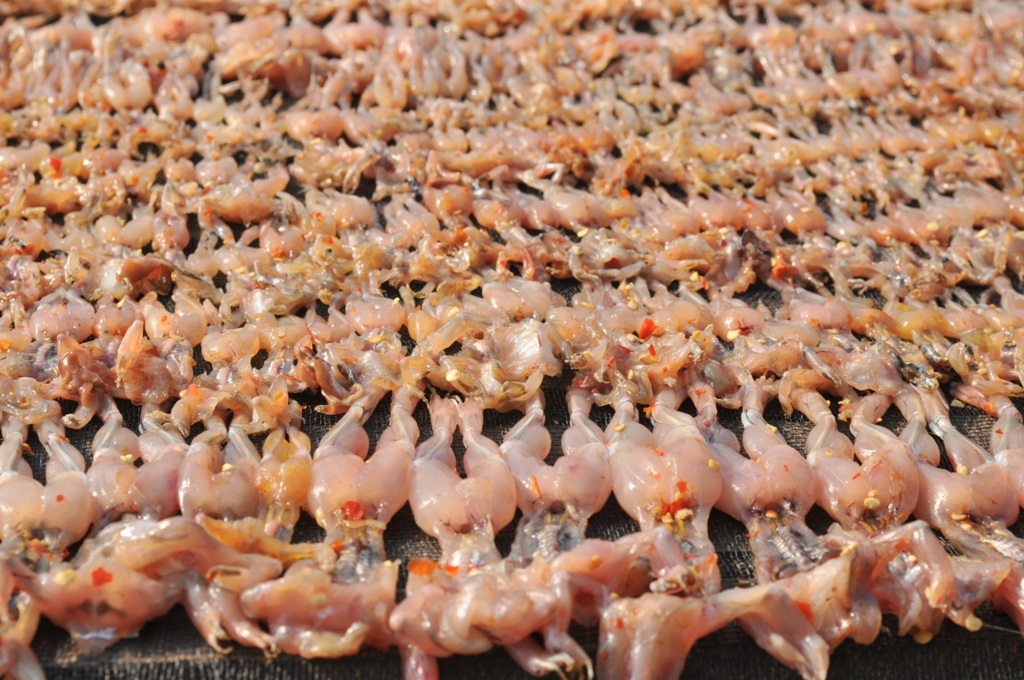 Sau khi nhái được ướp gia vị, mang ra phới từ 5 - 6 giờ là có thể xuất xưởng