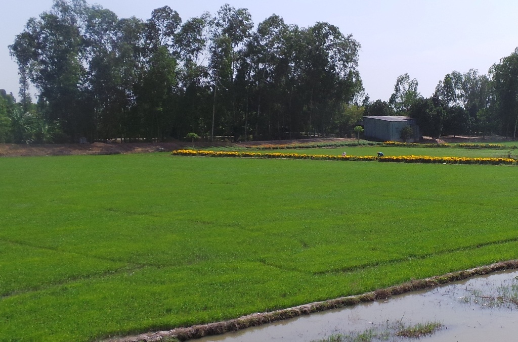 Chuyện lạ: Nông dân thi nhau bón xi măng cho... lúa! - 1
Ông Nuôi khẳng định khi ông dùng xi măng bón kèm với phân urê thì lúa xanh tốt và cho năng suất cao (ảnh minh họa).