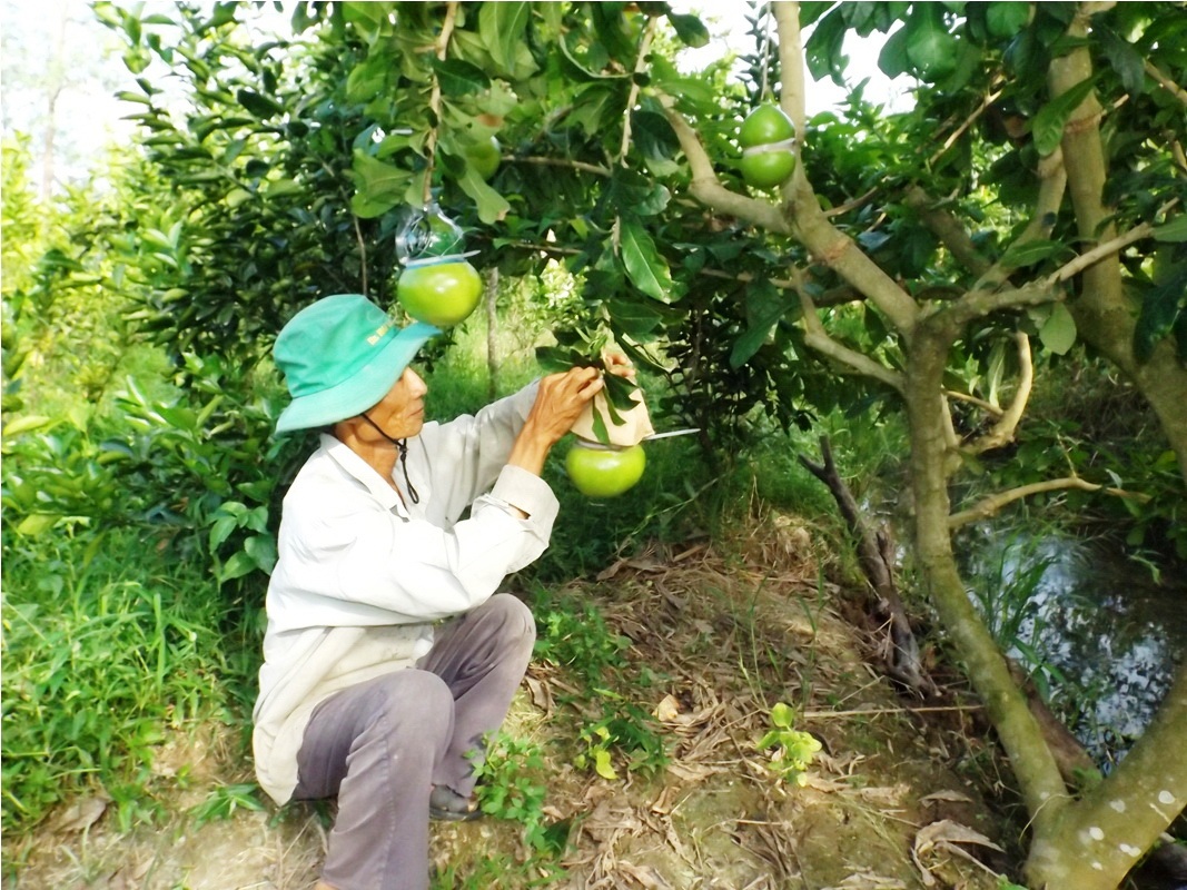 Độc đáo vườn đào tiên hồ lô chơi Tết của lão nông 70 tuổi - 1 Độc đáo vườn đào tiên hồ lô chơi Tết của lão nông 70 tuổi - 1