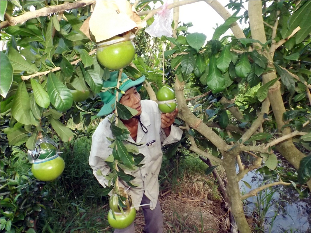 Độc đáo vườn đào tiên hồ lô chơi Tết của lão nông 70 tuổi - 2