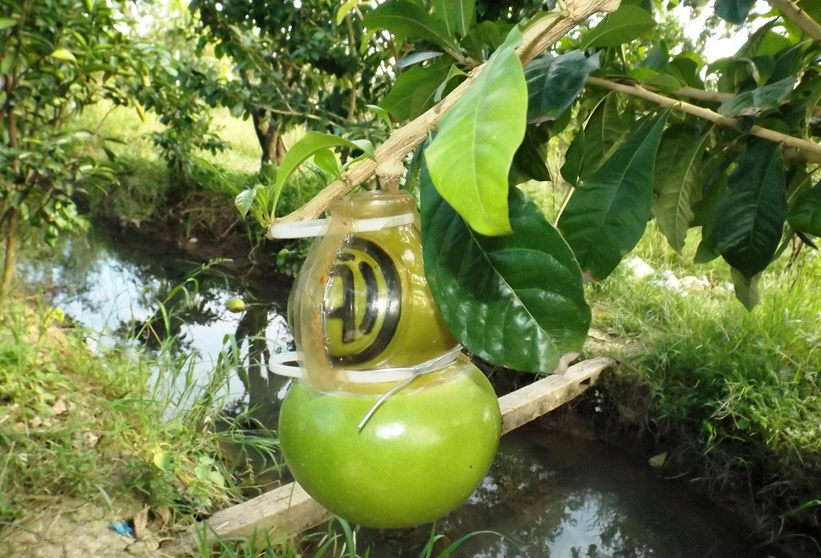 Độc đáo vườn đào tiên hồ lô chơi Tết của lão nông 70 tuổi - 5