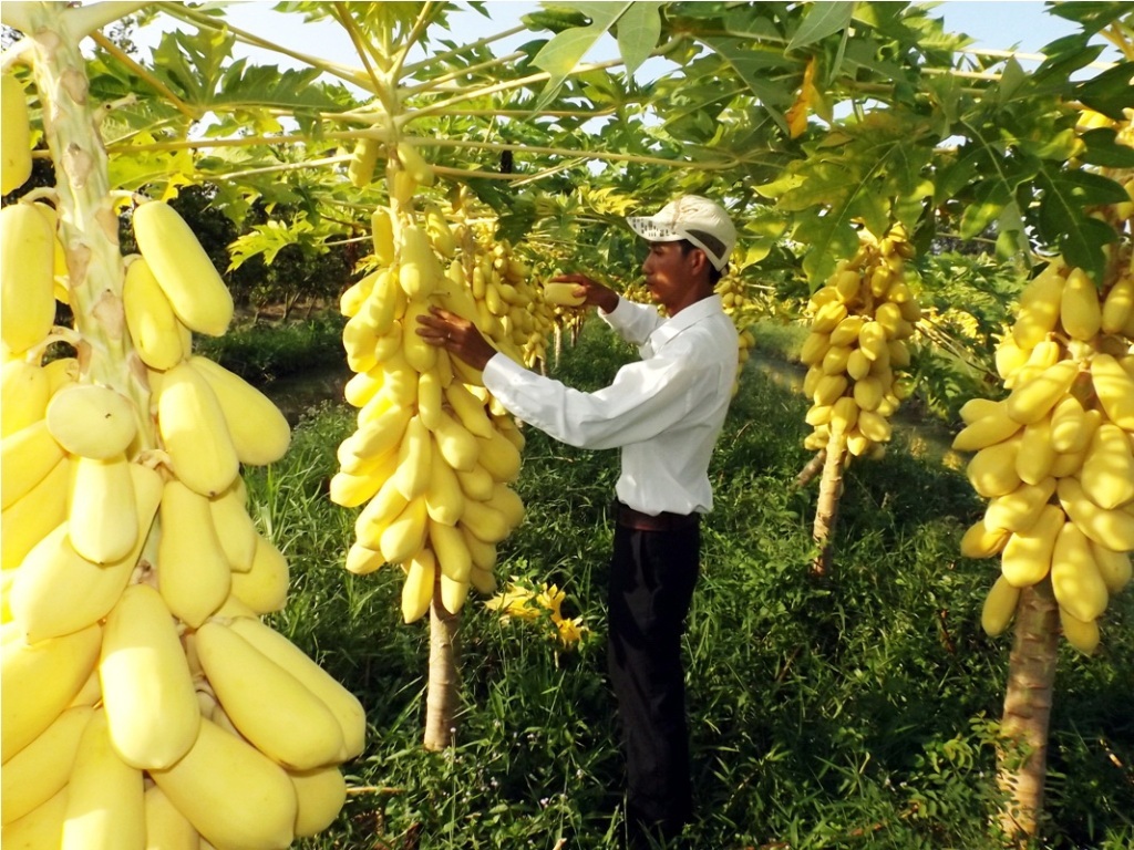Cận cảnh vườn đu đủ vàng trăm triệu ở miền Tây - 2 Cận cảnh vườn đu đủ vàng trăm triệu của anh Lộc