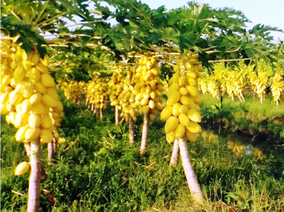 Cận cảnh vườn đu đủ vàng trăm triệu ở miền Tây - 1 Vườn đu đủ vàng của anh Lộc có sản lượng ước tính khoảng 15 tấn sẽ cung ứng cho thị trường trái cây chưng tết Nguyên đán Bính Thân 2016.