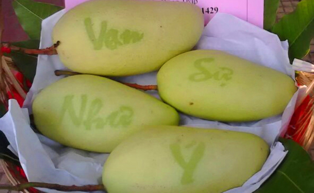 Độc đáo xoài "khủng" nổi hình bản đồ Việt Nam - 1 Những trái xoài mang chữ Vạn – Sự - Như – Ý được anh Khoa thử nghiệm thành công.