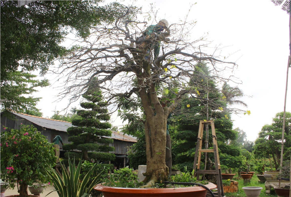 Theo anh Lộc thì cây mai có nguồn gốc tại TP Sa Đéc và được anh sở hữu vào năm 2013. Tết này anh nói cây mai có giá trị hơn 600 triệu đồng.