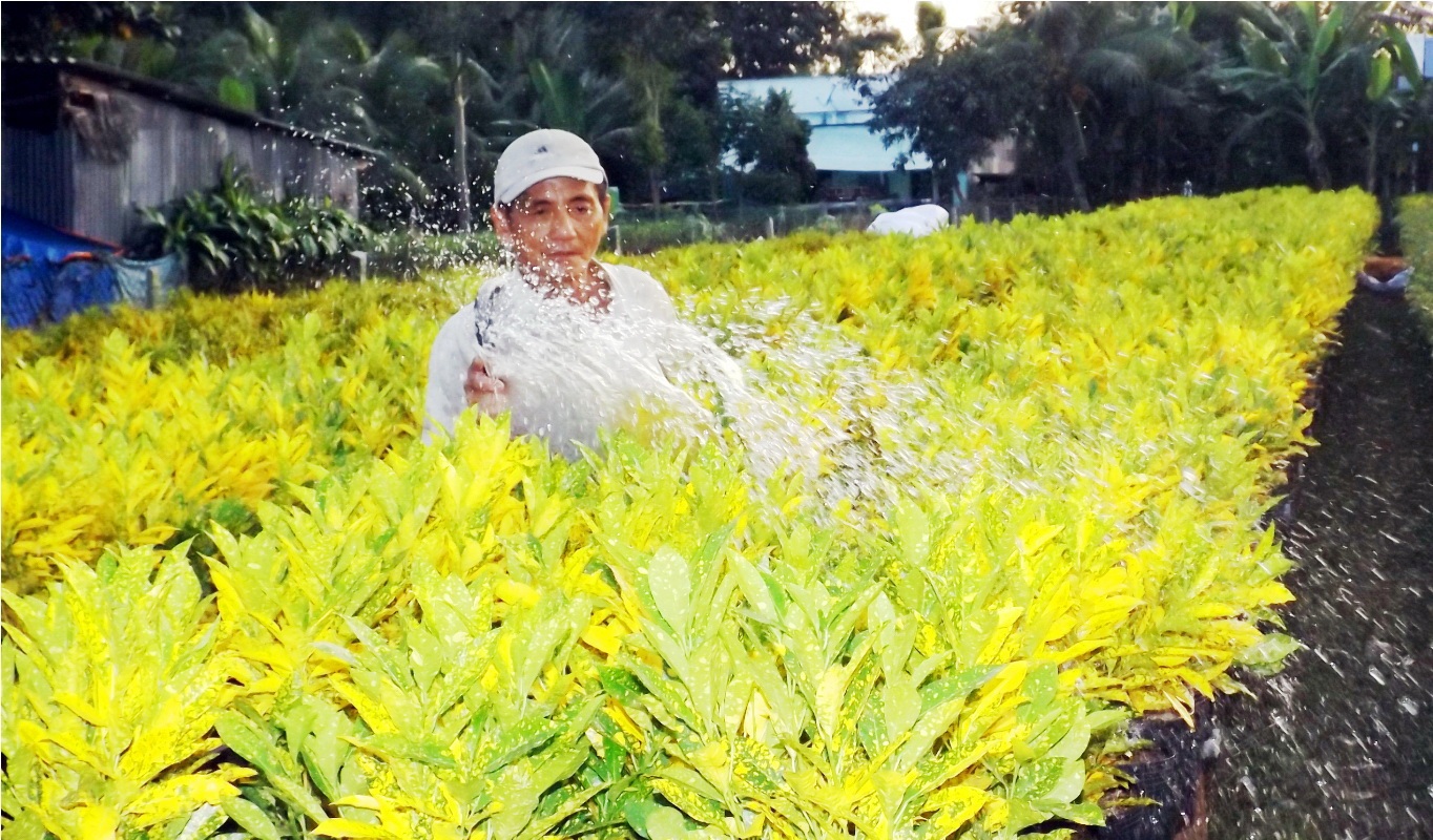 Tưới nước và cắt tỉa... là những công việc mà dân trồng hoa đang tập trung hết sức vào vườn hoa của mình