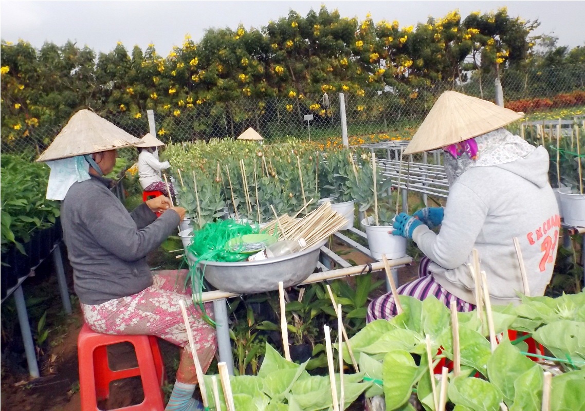 Gia cố chậu hoa và cắt tỉa các cành xấu...