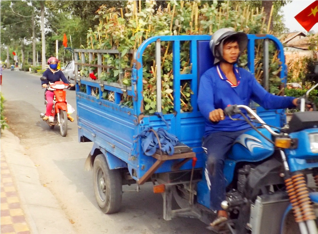 
Vào thời gian này cánh chở thuê bỏ túi mỗi ngày từ 200 - 300 ngàn đồng
