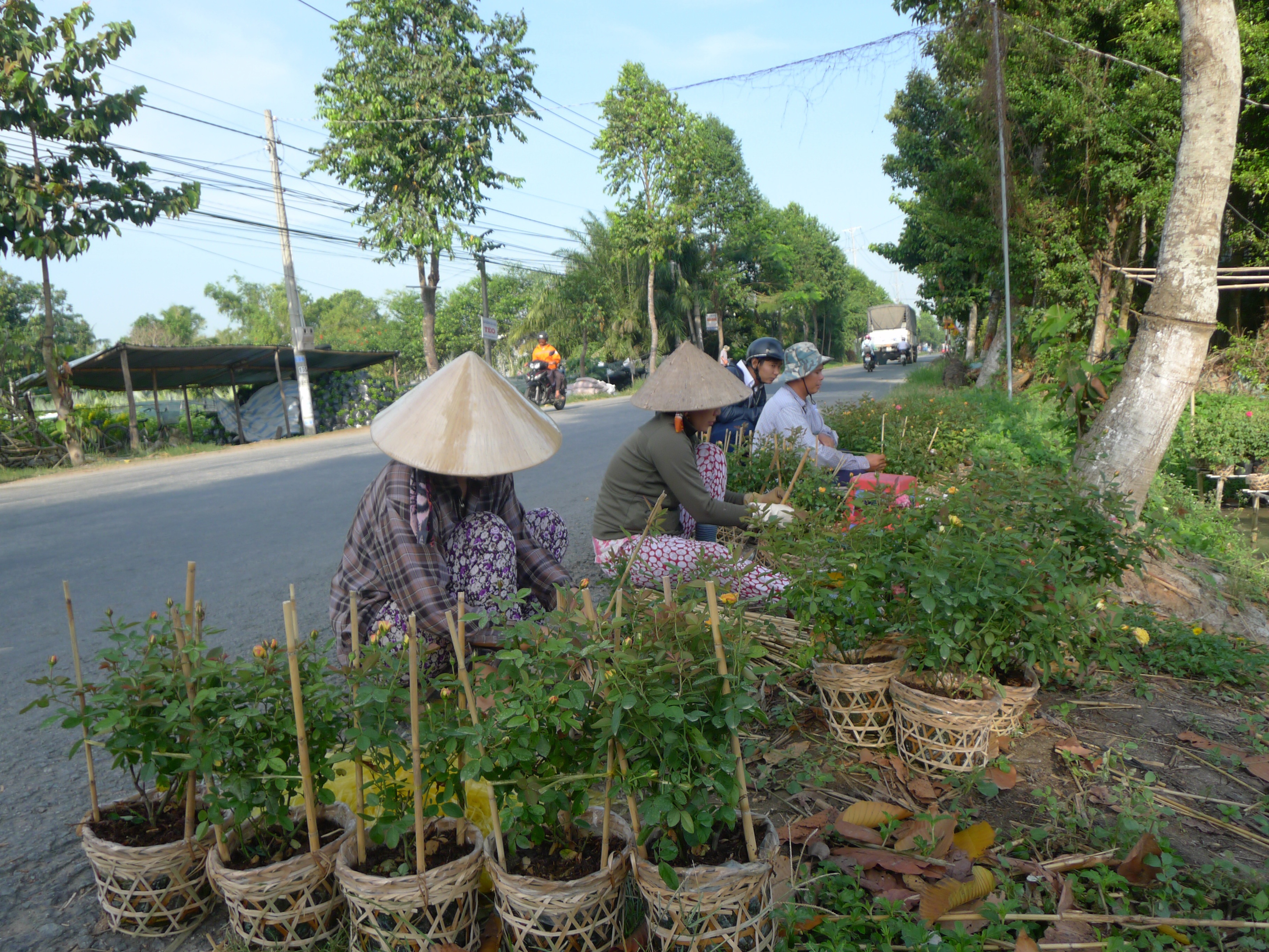 
Những chậu hồng đang được cắt tỉa gọn gàng để giao cho thương lái
