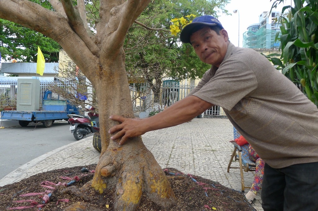 Cận cảnh cây mai vàng “khủng” trên 50 năm có giá... “bèo” - 1 Theo anh Tâm, bề hoành gốc mai khoảng 70cm