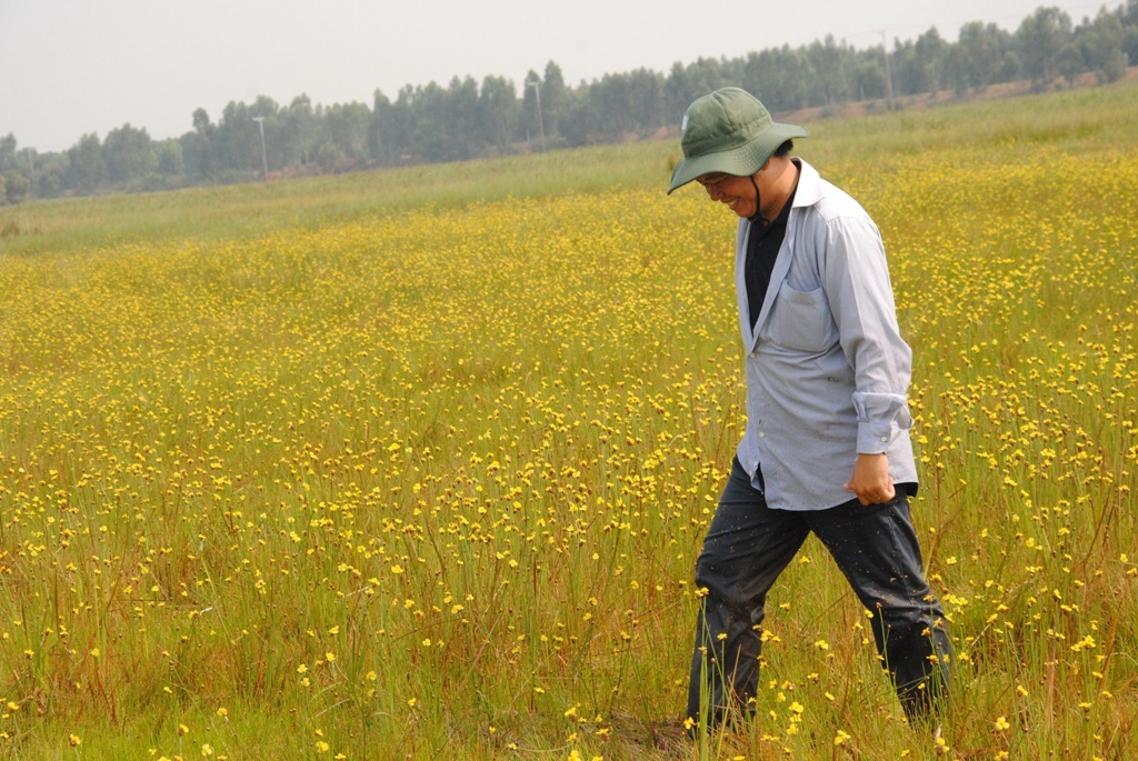 Vườn Quốc gia Tràm: Rực rỡ Hoàng Đầu Ấn vào mùa - 1 Vườn Quốc gia Tràm: Rực rỡ Hoàng Đầu Ấn vào mùa - 1
