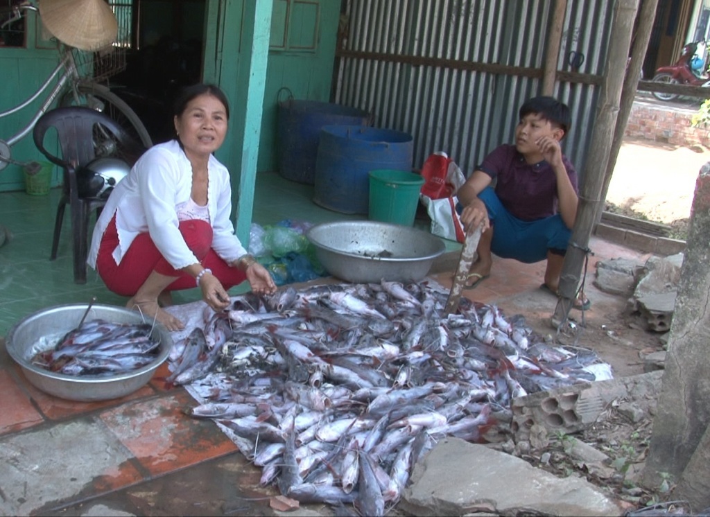 Số cá lăng nhà mà gia đình anh Nan vớt lên mang ra chợ bán với giá 2.000 - 3.000 đồng kiếm vài trăm nghìn đồng ăn Tết