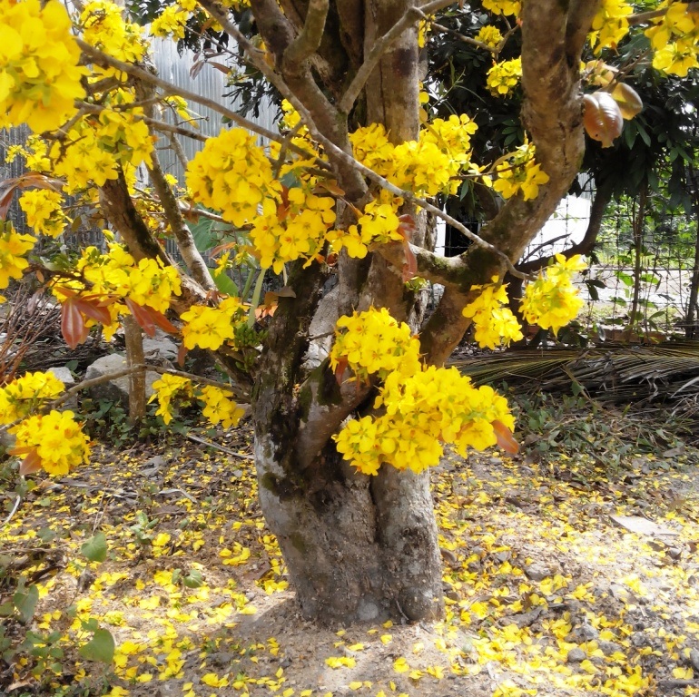 
Thân, cành còn chắc khỏe... nhiều chùm hoa mọc ra từ thân
