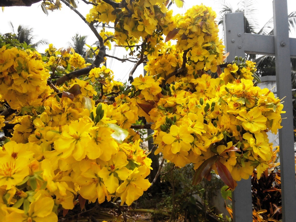 
Nhiều nhánh nhỏ, mai nở nhiều đến nổi oằn cả nhánh mai...
