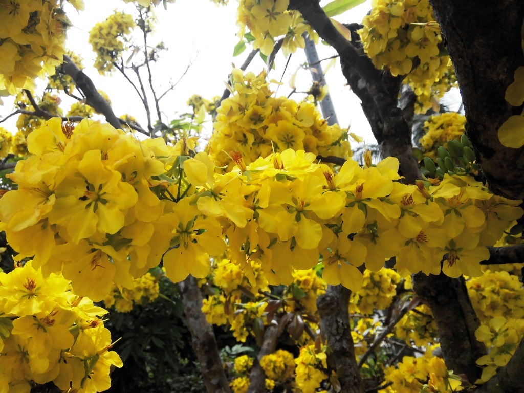 Độc, lạ lão mai 100 tuổi, cuồn cuộn nở hoa từ thân, cành - 8