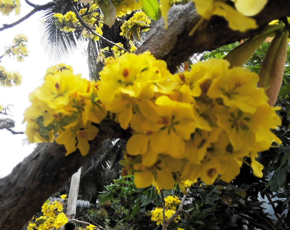 
Từng chùm hoa mọc ra từ thân...
