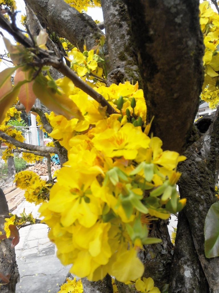 Độc, lạ lão mai 100 tuổi, cuồn cuộn nở hoa từ thân, cành - 10