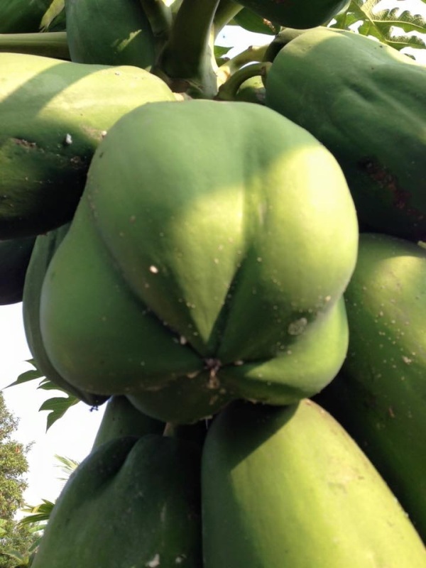 Độc, lạ trái đu đủ có hình hoa mai 5 cánh - 2 Nhưng ở mỗi cây chỉ có vài trái đu đủ có hình hoa mai 5 cánh