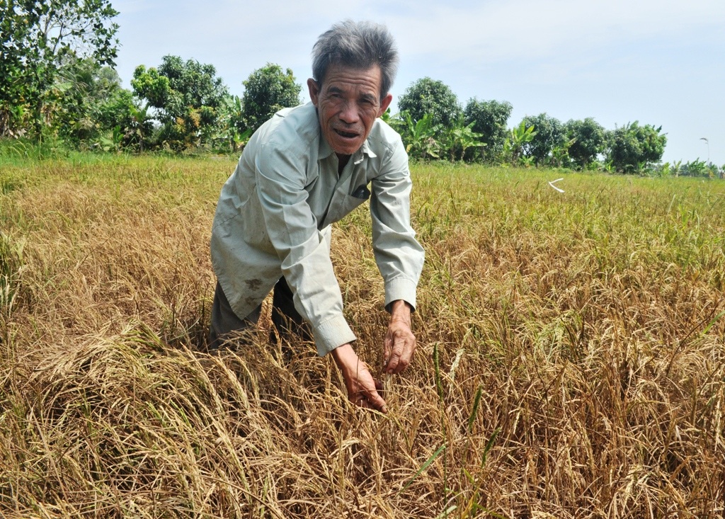 Hơn 1.000 ha lúa chết khô, dân bỏ ruộng tha phương mưu sinh - 1 Ông Tài cho biết, 8,5 ha đất lúa của mình bị thiệt hại đến 95%. Qua hai mùa bị thiệt hại do hạn, mặn, ông Tài đã thiếu nợ gần 200 triệu đồng.