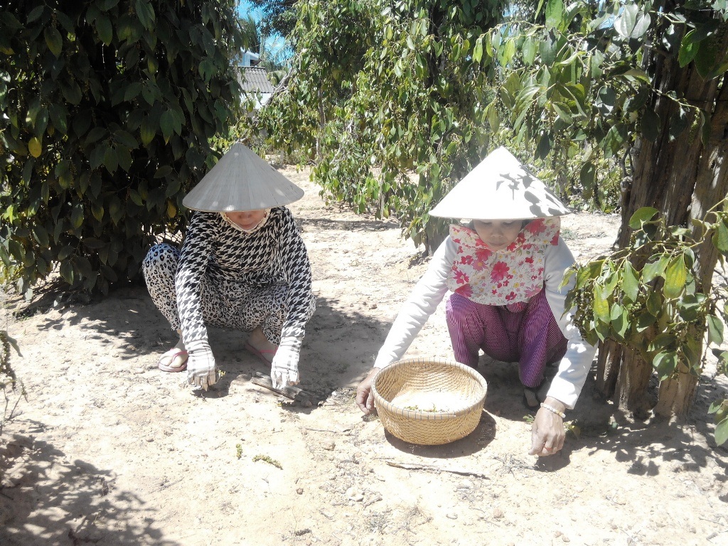 Những vườn tiêu Phú Quốc sắp chết khô vì hạn hán lịch sử - 2 Mỗi ngày bà Hoa thuê 3 - 4 người nhặt tiêu rụng do nắng nóng và thiếu nước... Nếu không thuê được người, số tiêu rụng đành bỏ đi.