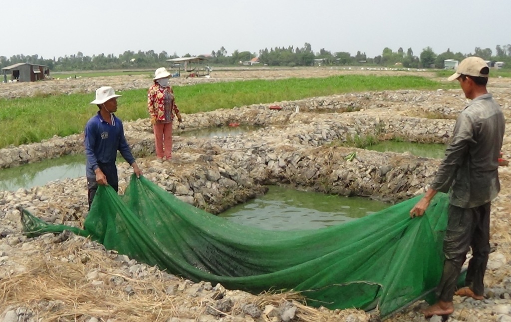 Ồ ạt đào đất ruộng nuôi cá lóc giống vì lãi khủng - 2 Trung bình 1.000m2 đất, người ương cá lóc giống thu lãi cả chục triệu đồng/tháng