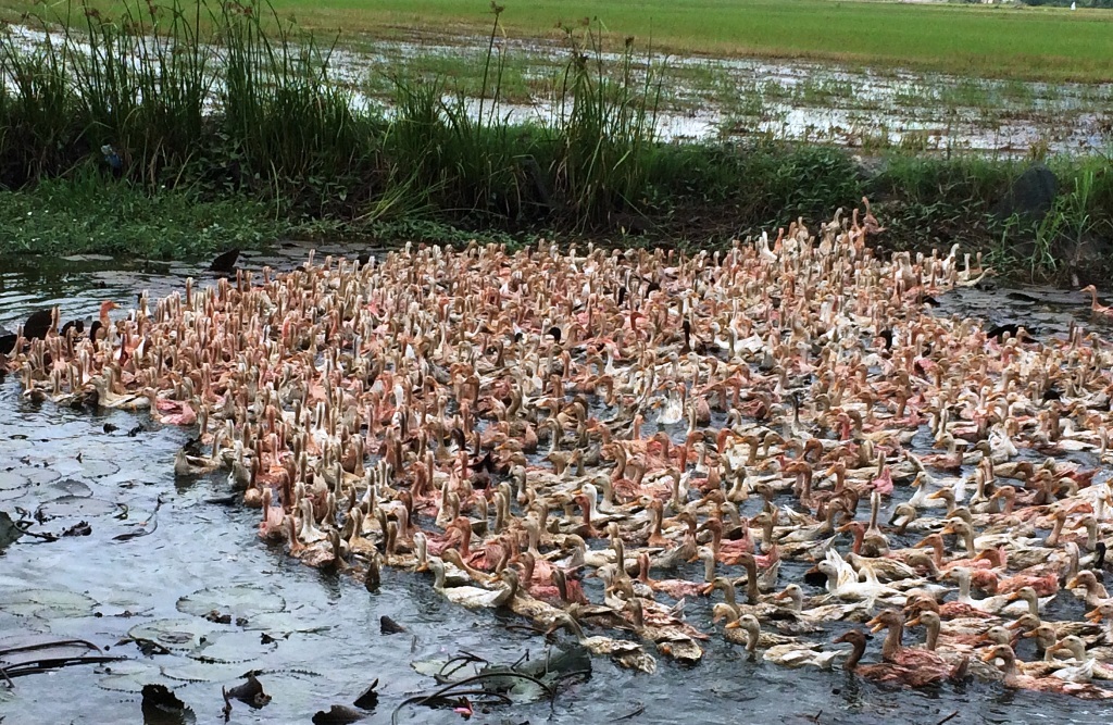 
Đàn vịt 1555 con của anh Cuôl có giá trị trên 100 triệu đồng
