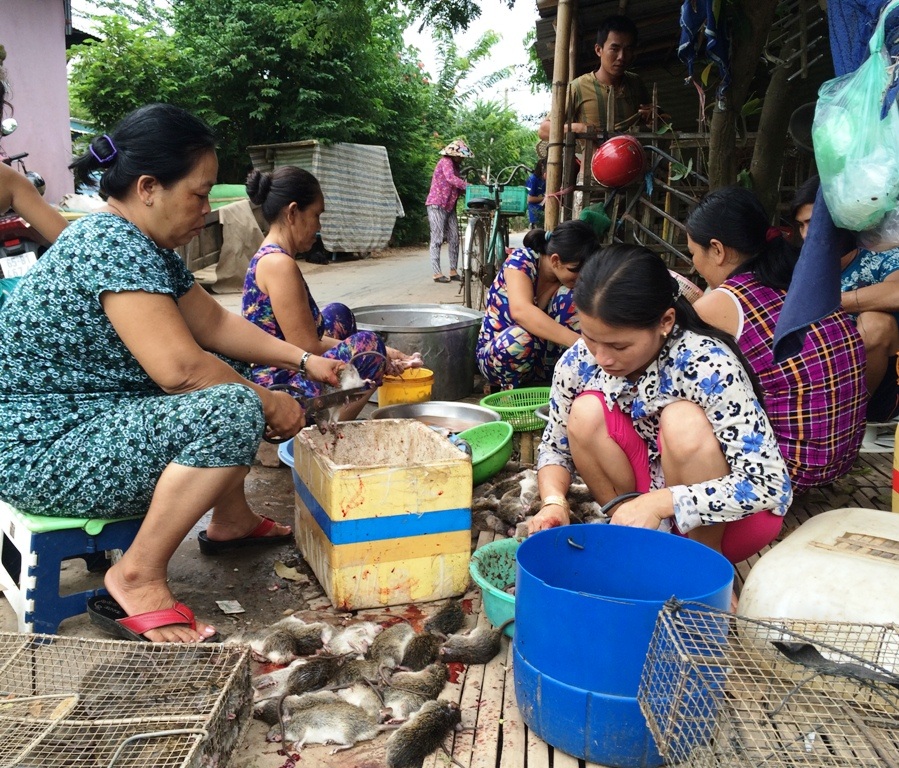 Các con của ông Gừng và một số hộ dân lân cận, tranh thủ nước chưa lên, sang Campchia đuổi chuột kiếm sống