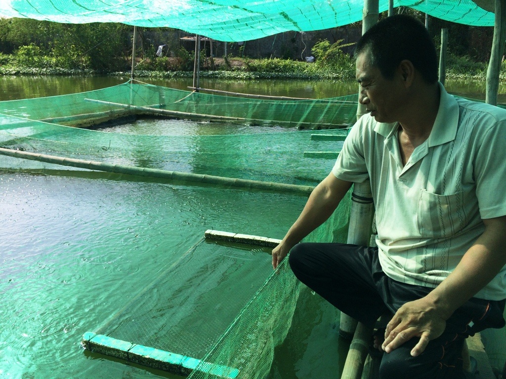 Ông Kiều Văn Ngại đã chán cảnh qua đồng Campuchia bắt tôm cá nên bỏ nghề về học ương cá lóc giống cả chục năm qua