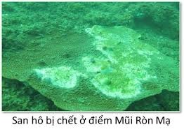 Chính phủ báo cáo kế hoạch phục hồi biển miền Trung, xử phạt Formosa - 2 Chính phủ báo cáo kế hoạch phục hồi biển miền Trung, xử phạt Formosa - 2
