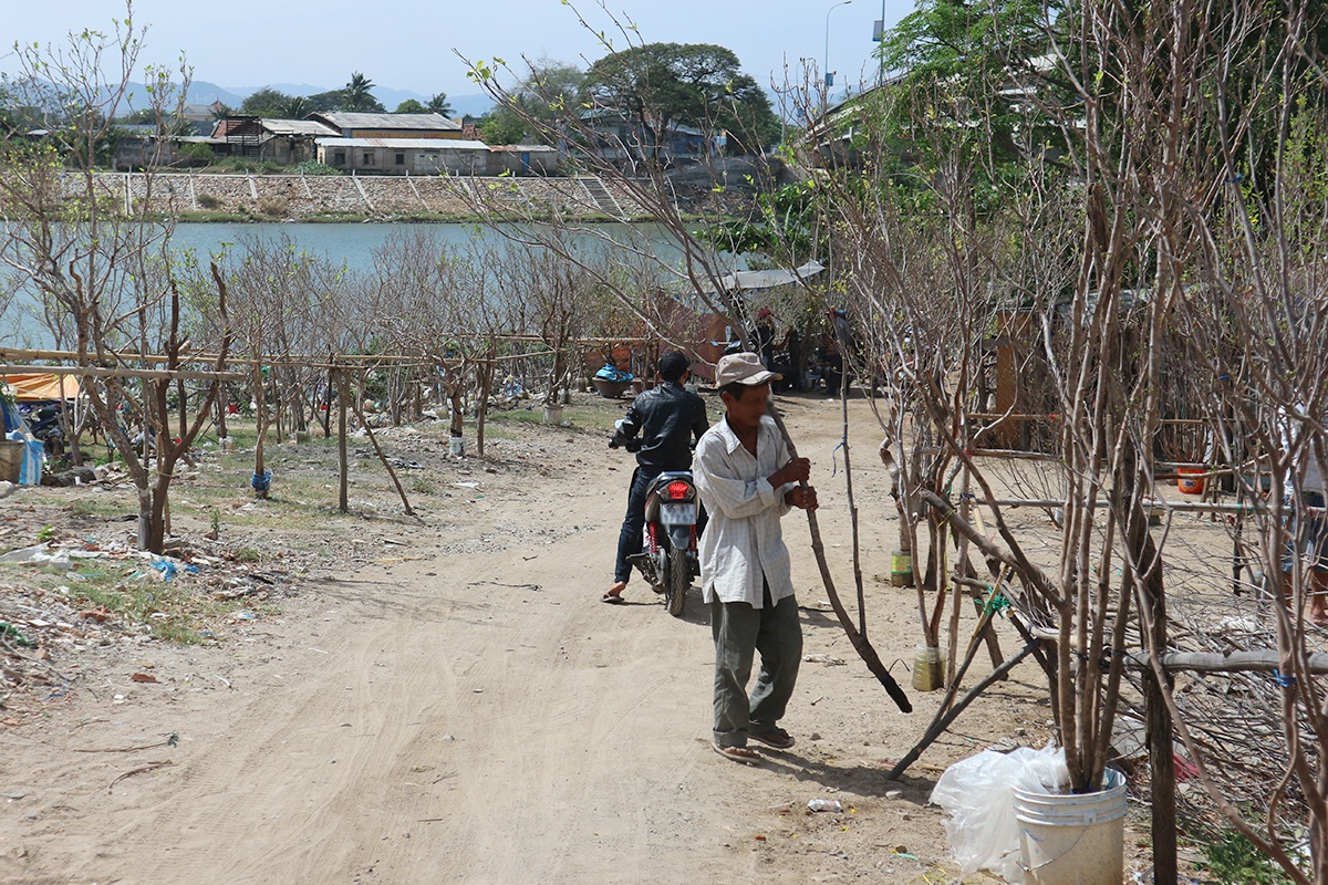 Mai núi được bỏ vào từng lọ đựng chứa nước để chăm sóc
