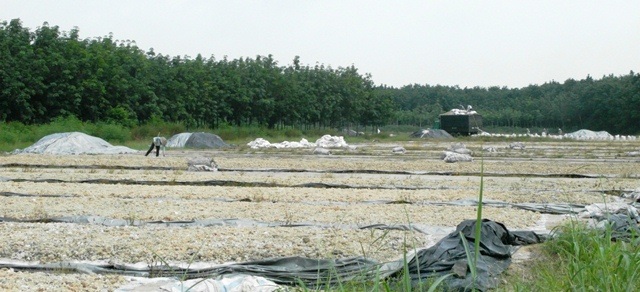 Một bãi phơi xác mì đang hoạt.