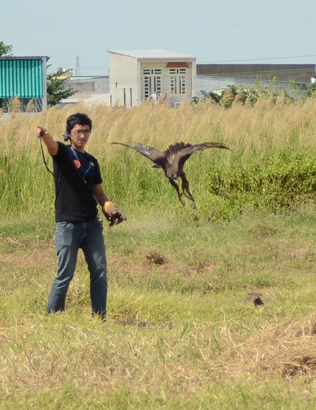 Khi "thú cưng" là chim săn mồi: Nghề chơi cũng lắm công phu - 7 …nhanh chóng tiếp cận con mồi bằng một cú liệng.