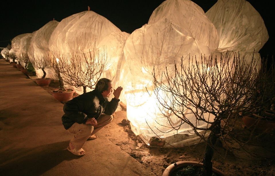 Cảnh bọc nilon và bóng đèn ủ ấm cho đào ở làng Nhật Tân.