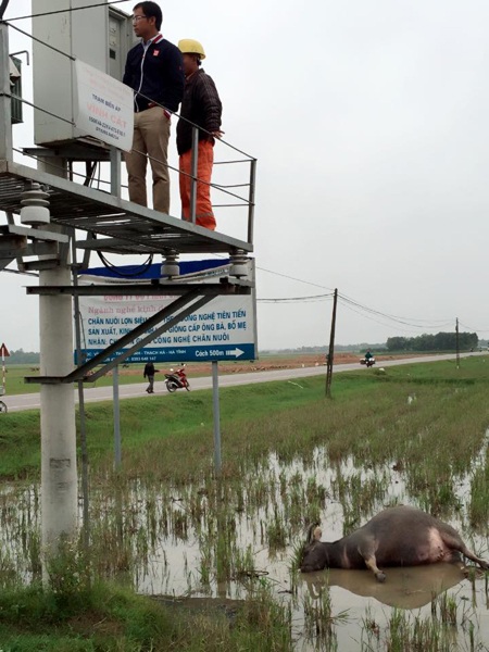 
Con trâu của gia đình ông Mại bị điện giật chết bên trạm điện
