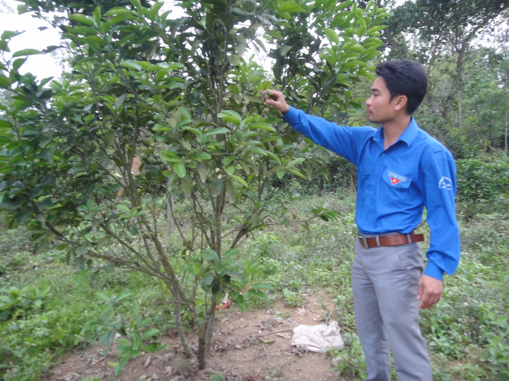 Trước đây vùng đất này là vùng đất cằn, thế nhưng với cách làm mới, các giống cây ăn quả mặc dù mới trồng những đã phát triển tốt