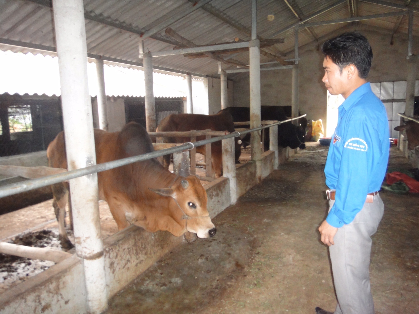 
Chăn nuôi bò thịt và bò cái là giống vật nuôi chủ lực trong trang trại của Đức
