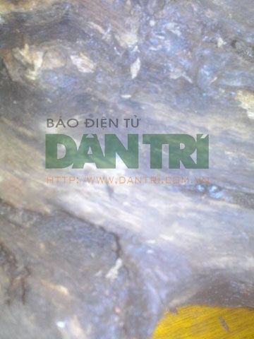 Miếng trầm đá hơn 3 kg được mua với giá 1,6 triệu đồng nằm ẩn trong khúc gỗ bỏ đi, hiện đã được thương lái trả giá gần 4 tỷ đồng (ảnh do nhân vật cung cấp)