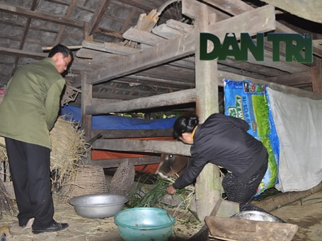 Nhiều hộ dân còn đun nước ẩm cho gia súc uống