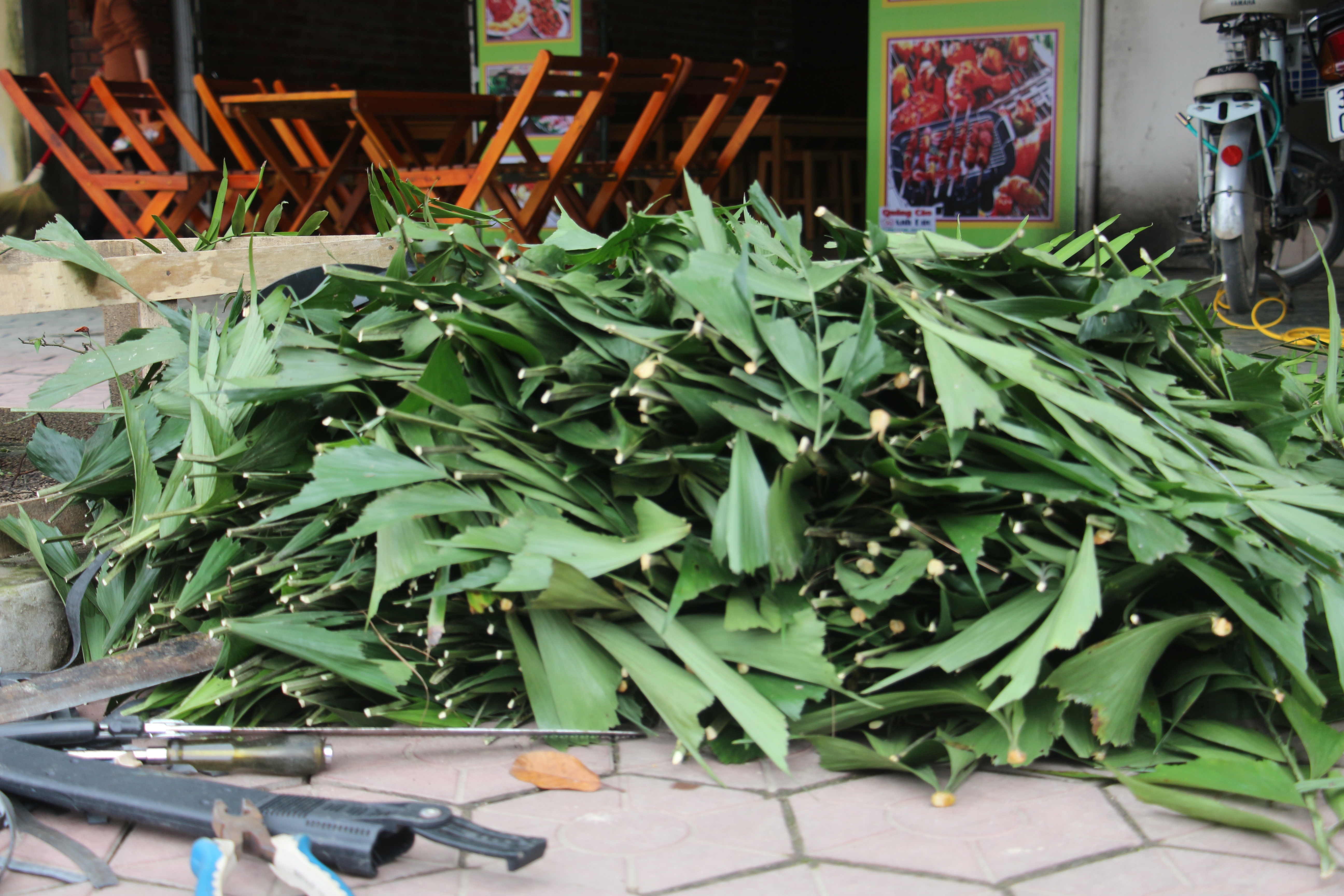 Lá cây đủng đỉnh và...