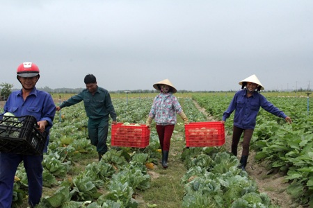 Chương trình xây dựng NTM của Hà Tĩnh đã thực sự biến nhiều vùng đất hoang hóa mang lại nguồn thu nhập cho người nông dân.