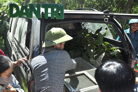 Đưa con trăn “ăn vạ” tại Hà Tĩnh ra Hà Nội - 2 Đưa cá thể trăn lên xe về Trung Trung tâm Cứu hộ động vật hoang dã để cứu chữa.