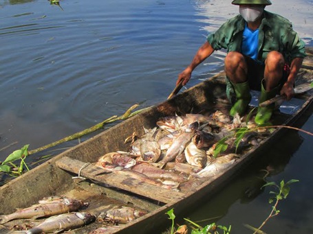 Nước đập đen ngòm, cá tôm chết hàng loạt - 2
Anh Cảnh phải bị khẩu trang để vớt cá chết trong đập nước. Chỉ trong một lúc anh Cảnh đã vớt được rất nhiều cá chết mang đi chôn lấp.